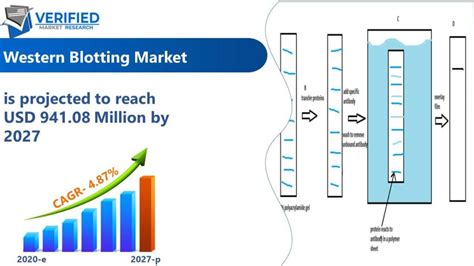 Western Blotting Market Size Share Scope Trends Growth Forecast