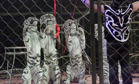 Moslah Shrine Circus In Fort Worth Tx Groupon