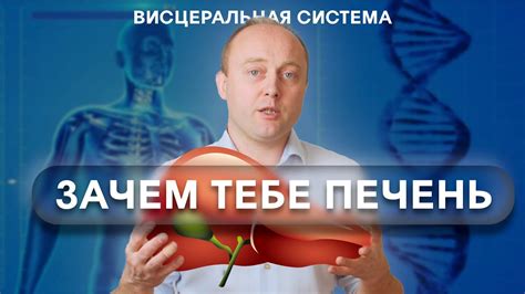 САМЫЙ БОЛЬШОЙ ОРГАН (ну почти). Функции печени. - YouTube