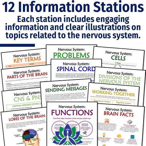 Nervous System Stations Activity Flying Colors Science