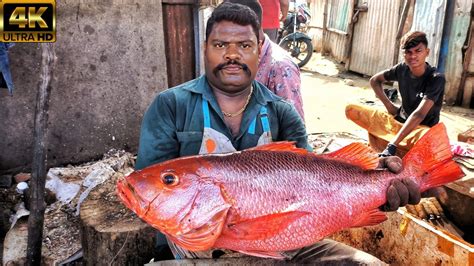 KASIMEDU SPEED SELVAM AMAZING BIG SIZE RED SNAPPER FISH CUTTING