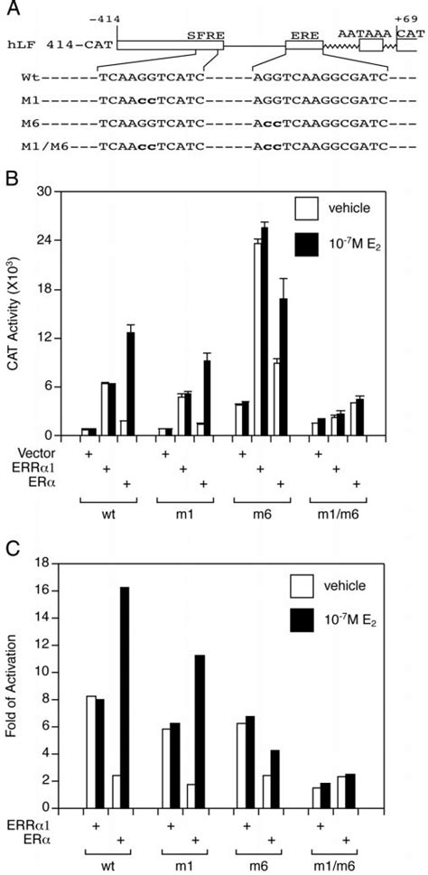 Activation Of Human Lactoferrin Promoter By ERR1 And ER In Human