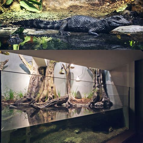 Dwarf Caiman Cage