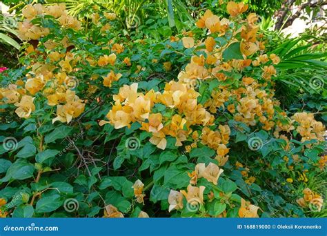 Muitas Flores Amarelas Florescem Num Belo Arbusto Tropical Foto De