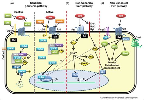 Role And Function Of Wnts In The Regulation Of Myogenesis When Wnt