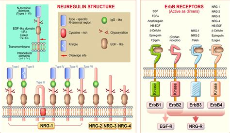 Neuregulin NRG Structure And Binding To ErbB Receptors NRG Gene