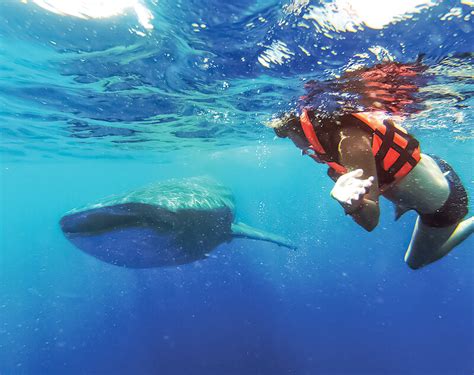 Reserva Day Pass En Nado Con Tibur N Ballena Day Pass En Isla Mujeres