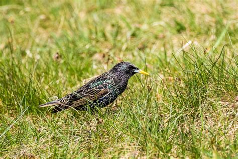 Quietening Skies The Urban Birder World