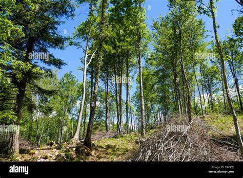 Forestry Activity Hi Res Stock Photography And Images Alamy