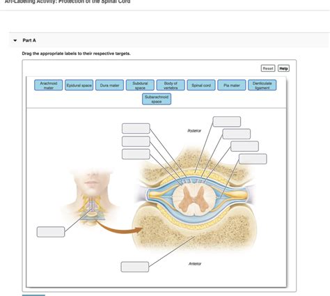 Solved Art Labeling Activity Protection Of The Spinal Cord Chegg