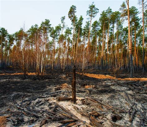 fire   pine forest stock photo image  ecology blaze