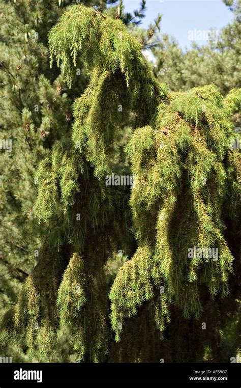 Needle Juniper Tree Juniperus Rigida Stock Photo Alamy