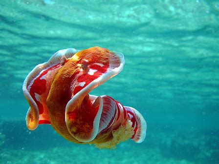 Spanish Dancer Nudibranch - Our Breathing Planet