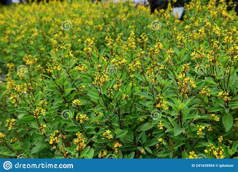 Chuveiro De Ouro Da Galfimia Ou Flor Amarela Da Galfimia Glauca Foto De