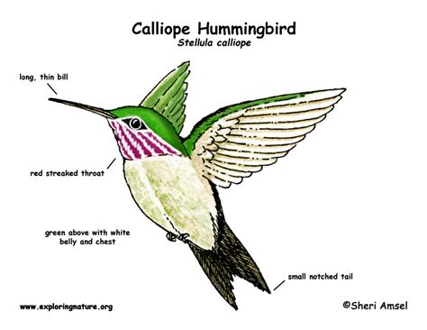hummingbird calliope exploring nature