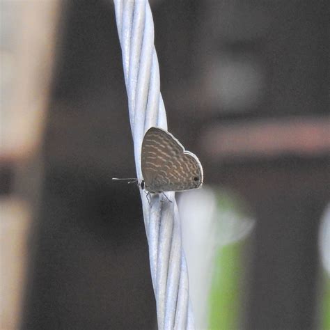 Transparent 6 Line Blue From Sirumalai Tamil Nadu India On June 17