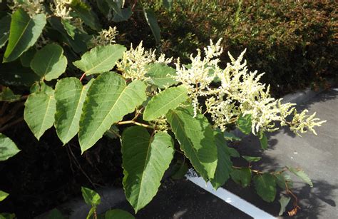 Giant Knotweed