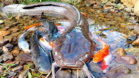 Wadidaw Dapat Ikan Cupang Warna Warni Ikan Molly Balon Lucu Ikan Mas