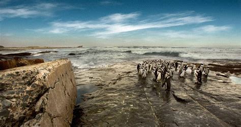 Food Source 1488 1498 Robben Island Museum