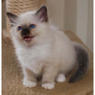 Бирманская (Birman) кошка. ФОТО, ЦЕНА, продолжительность жизни, вес ...