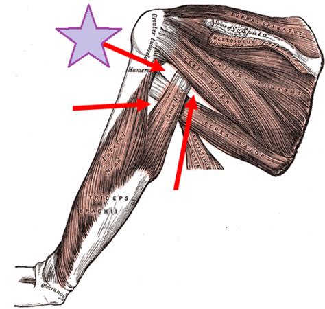 Brachial Plexus Myotomes Brachium Innervation Flashcards Quizlet