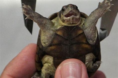 Hallan Una Nueva Tortuga Endémica De México Ya Está En La Lista De