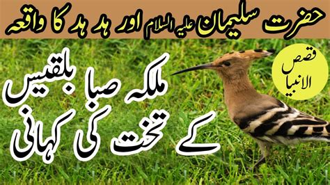 Hazrat Suleman Aur Hud Hud Ka Qissa History Of Islam Qisas Al Anbiya Youtube