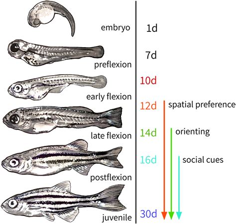 Rapid Progressive Social Development Of Zebrafish Zebrafish