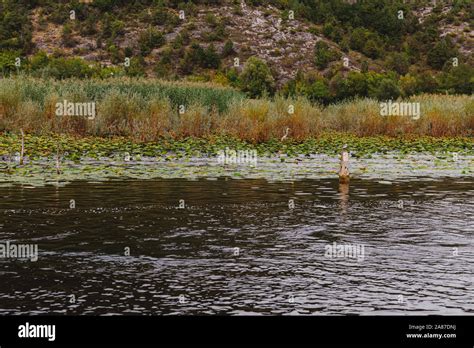 Wild birds in Lake Skadar National Park in Montenegro. Flying crane Stock Photo - Alamy