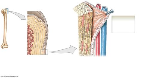 Chapter 5: Endosteum and Periosteum Diagram | Quizlet