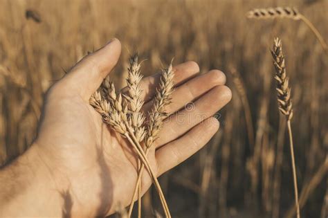 Wheat In The Hands Golden Ears Of Wheat In A Farmer X27 S Hand On A