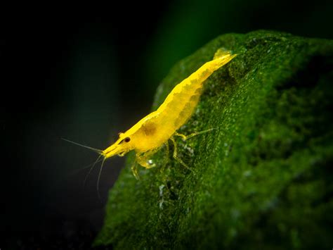 Golden Back Yellow Shrimp - Aquatic Arts on sale today for $ 7.99