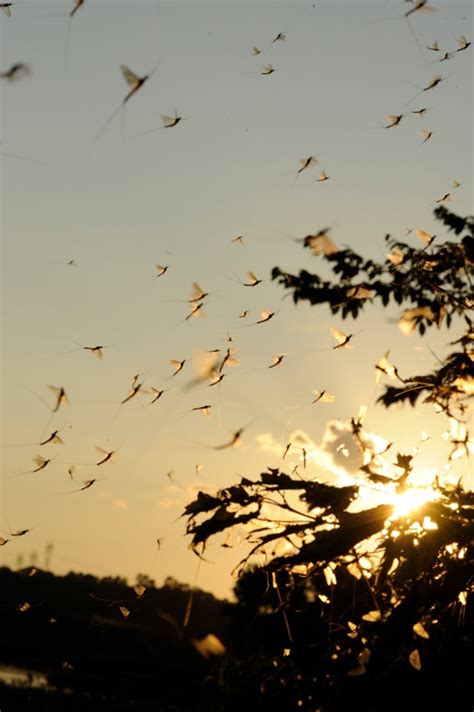 More ‘eyes During The Mayfly Hatch Target Walleye