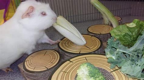 Blind Baby Guinea Pig Sniffs Out New Toys 😊 Youtube