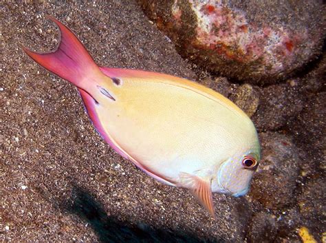 Brown Surgeonfish Acanthurus Nigrofuscus Big Island Hawaii Photo