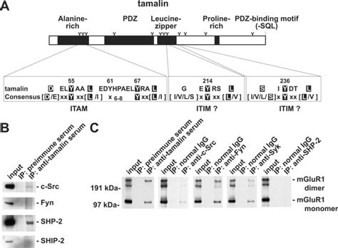 Structure of tamalin and analysis of a tamalin-associated protein ...