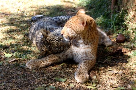 Absolutně jedinečný jahodový leopard Jeden z pouhých 2 jahodových