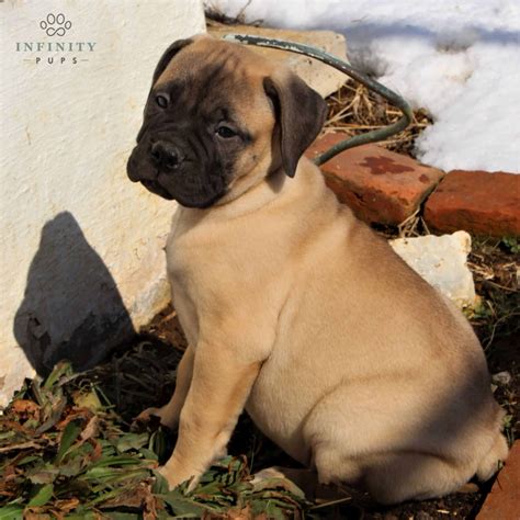 Jack Akc • Bullmastiff • Infinity Pups