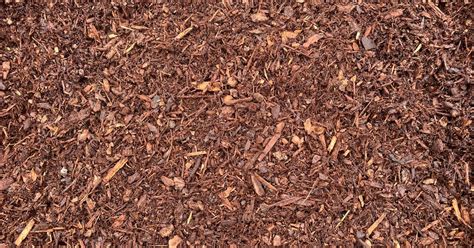 Soil Pep Little Dumps Bitterroot