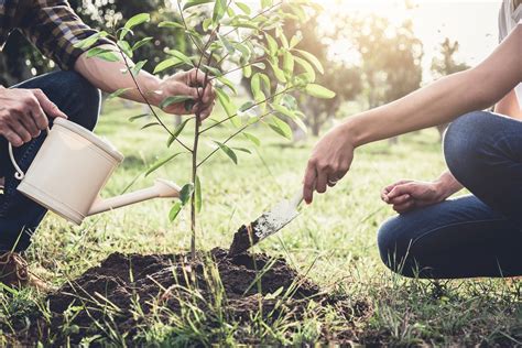 Planting A Tree In Memory Evergreen Funeral Services