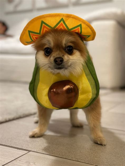 Small dog Halloween costume in 2023 | Cute dog halloween costumes, Dog costumes halloween small ...