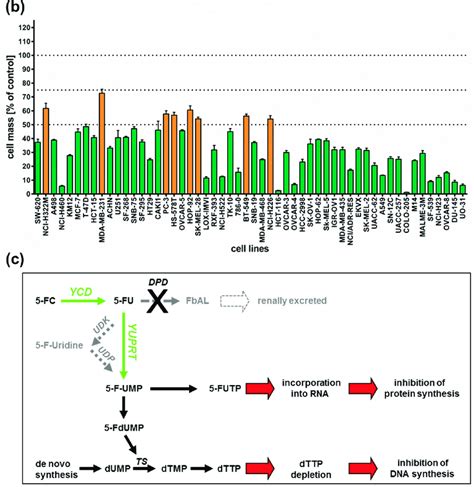 Tumor Cell Lines Of The Nci 60 Panel N 54 Infected With The