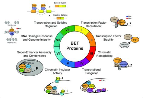 Molecular Functions Of Bet Proteins In Gene Transcription In