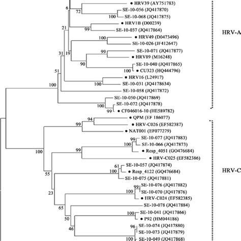 Phylogenetic Analysis Of The Sequences Of The VP1 P2A Gene 535 Bp Of