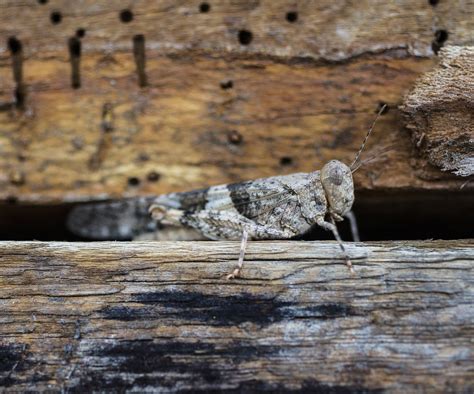 Grasshoppers Invade Las Vegas Valley After Wet Spring Video Local Las Vegas Local