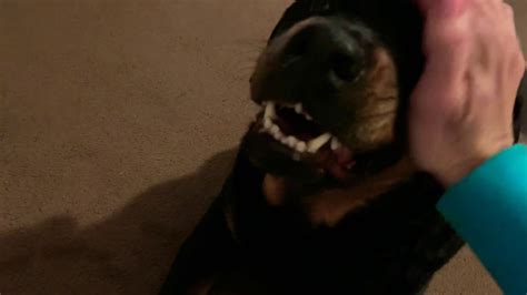 Rottweiler Showing Teeth