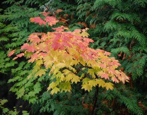 Landscaping With Native Plants Sound Water Stewards