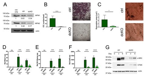 Osteoclastogenesis Is Defective In Bmms Derived From Dcko Bone Marrow