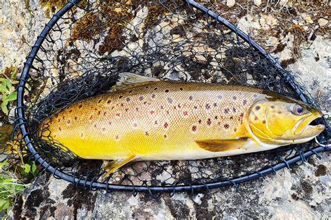 Spotting And Catching Brown Trout The Fishing Website