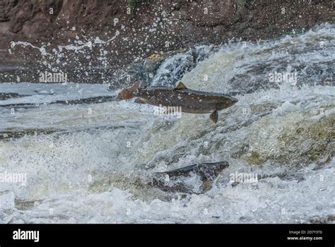 Atlantic Salmon Salmo Salar Migrating Up The River Almond Perth